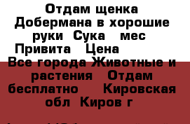 Отдам щенка Добермана в хорошие руки. Сука 5 мес. Привита › Цена ­ 5 000 - Все города Животные и растения » Отдам бесплатно   . Кировская обл.,Киров г.